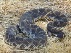 Crotalus oreganus