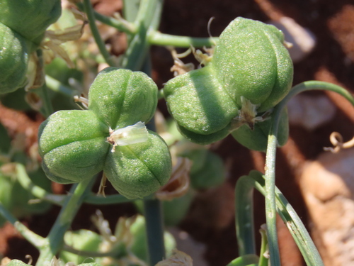 Albuca gariepensis