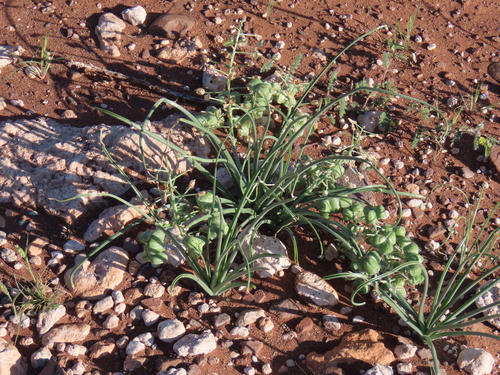 Albuca gariepensis