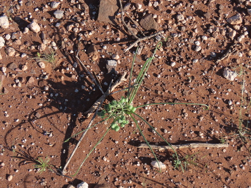 Albuca gariepensis