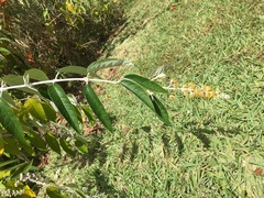 Buddleja madagascariensis