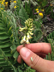 Astragalus nuttallii nuttallii