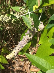 Buddleja madagascariensis