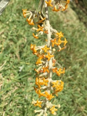 Buddleja madagascariensis