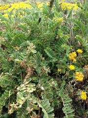 Astragalus nuttallii nuttallii