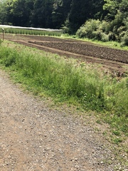Erigeron philadelphicus