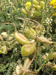 Astragalus nuttallii nuttallii
