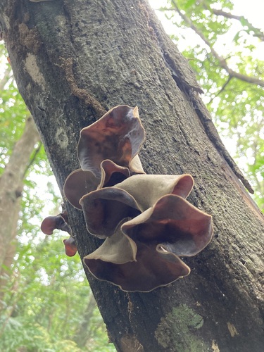 Auricularia