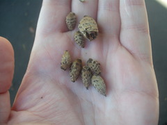 Castanopsis cuspidata