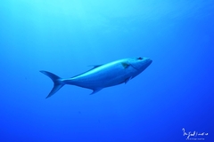 Greater amberjack