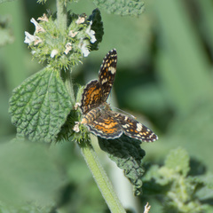 Phyciodes picta