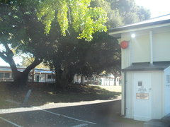 Castanopsis cuspidata