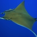 Sicklefin Devil Ray - Photo (c) Miguel Júdice, some rights reserved (CC BY-NC), uploaded by Miguel Júdice