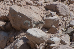 Ammospermophilus interpres