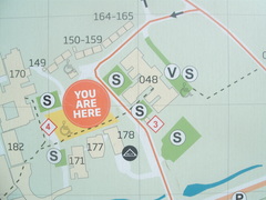 Castanopsis cuspidata