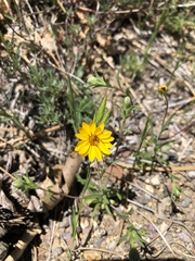 Pentachaeta aurea aurea