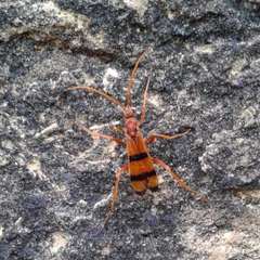 Priocnessus apache
