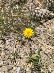 Pentachaeta aurea aurea