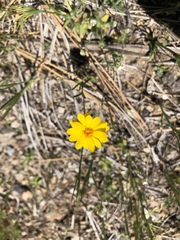 Pentachaeta aurea aurea