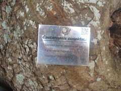 Castanopsis cuspidata