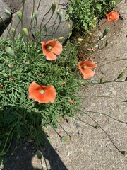 Papaver dubium