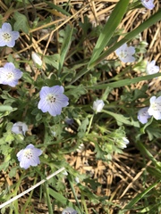 Nemophila menziesii integrifolia