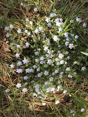 Nemophila menziesii integrifolia