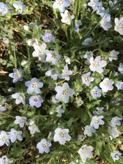 Nemophila menziesii integrifolia