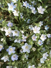 Nemophila menziesii integrifolia