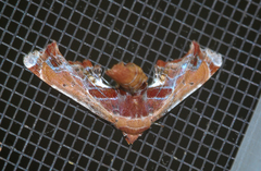 Eutelia pulcherrimus