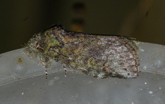 Cecrita biundata