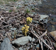 Petasites radiatus