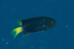 Neopomacentrus violascens