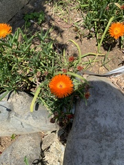 Asteraceae