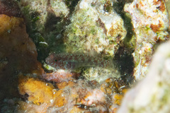 Eviota queenslandica