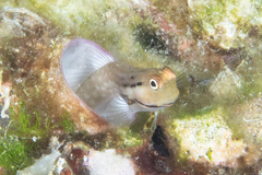 Ecsenius yaeyamaensis