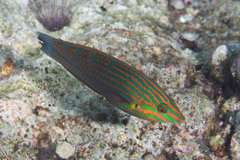 Halichoeres melanurus