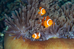 Amphiprion percula