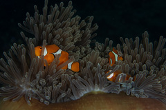 Amphiprion percula