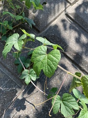 Ampelopsis glandulosa heterophylla