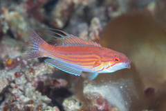 Paracheilinus filamentosus