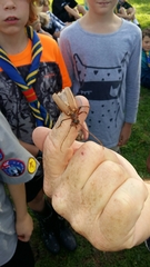 Ochrocydus huttoni