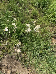 Erigeron philadelphicus