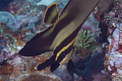 Platax pinnatus