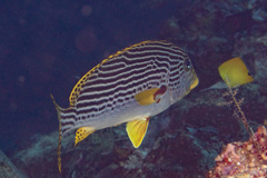Plectorhinchus lineatus