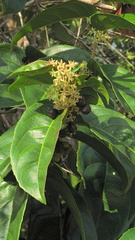 Piparea multiflora