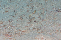 Gorgasia maculata