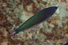 Pseudocoris yamashiroi