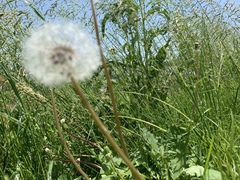 Taraxacum officinale