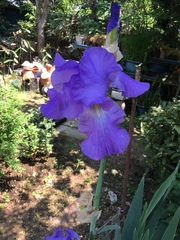 Iris × hybrida